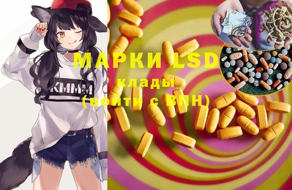 прущие грибы Новозыбков