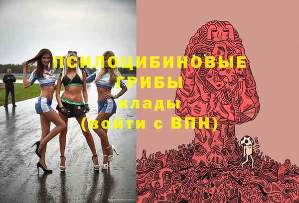 прущие грибы Новозыбков