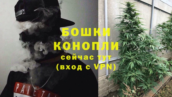 прущие грибы Новозыбков